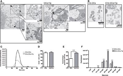 Extracellular vesicles from Trypanosoma cruzi-dendritic cell interaction show modulatory properties and confer resistance to lethal infection as a cell-free based therapy strategy